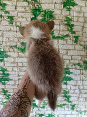 Вельш корги пемброк