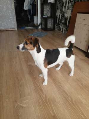 Продам собаку