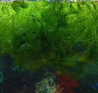 роголистник