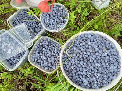 Ягода, Голубика.