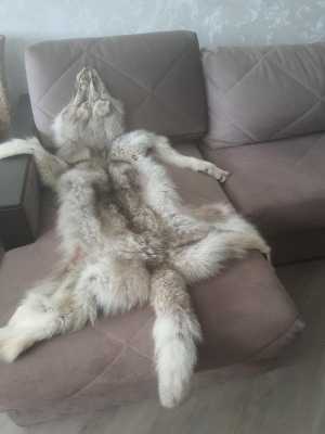 Шкура волка