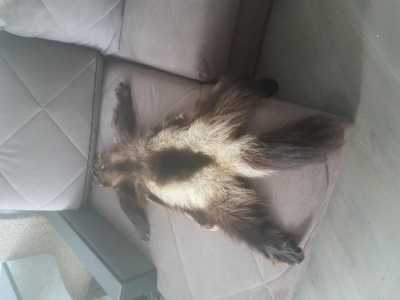 Шкура россомахи