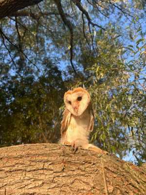 сова сипуха