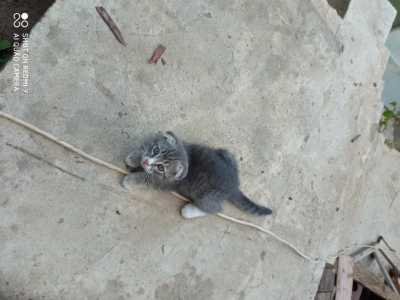 Котята Шотландской вислоухой