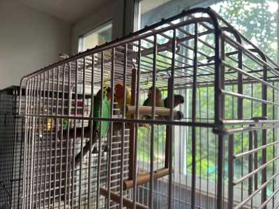 Попугай неразлучники