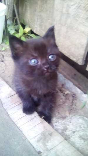 котёнок бесплатно