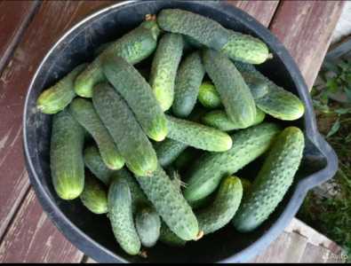 Огурцы чеснок картофель кабачки