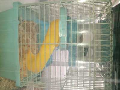 Продам хомяка