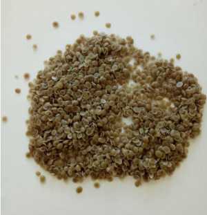 Гранула оптом