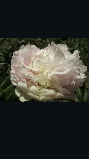 Пион Анатолий скакодуб