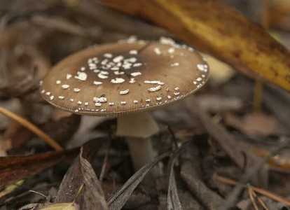 Сушеные коричные грибы