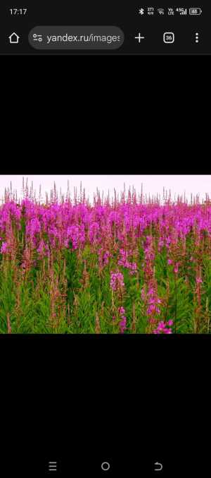 Куплю Иван чай