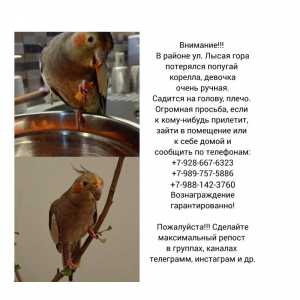 Потерялся попугай корелла