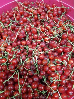 Черная смородига и красная