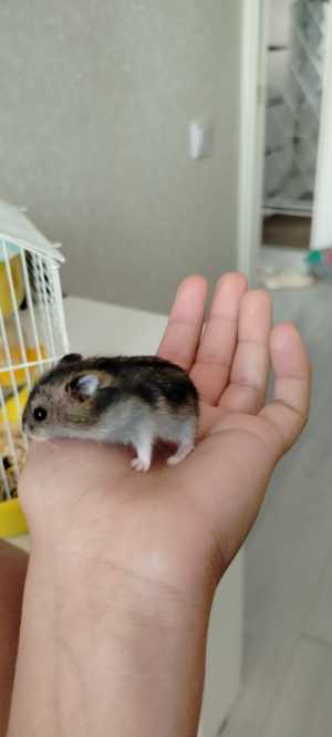 Джунгарские хомячки