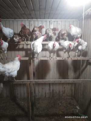 Семейство кур