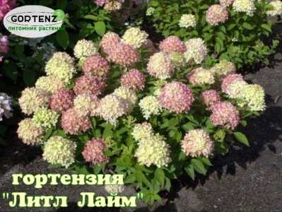 ??Гортензии более 50 сортов