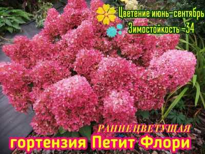 ??Гортензии более 50 сортов