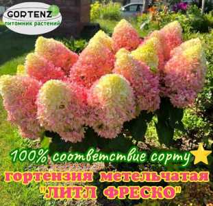 ??Гортензии более 50 сортов