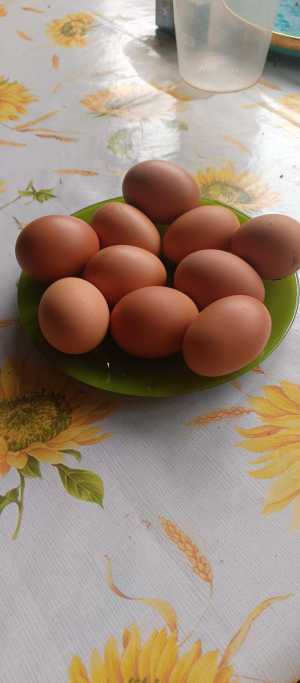 Яйцо домашнее