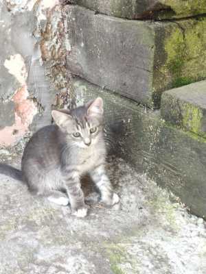 Отдам красивых котиков в добрые руки. Кушают все, к лотку приучены.