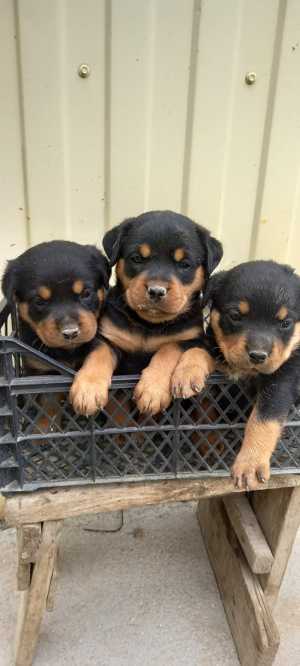 Щенки ротвейлера