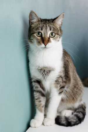 Молодые котики в добрые руки