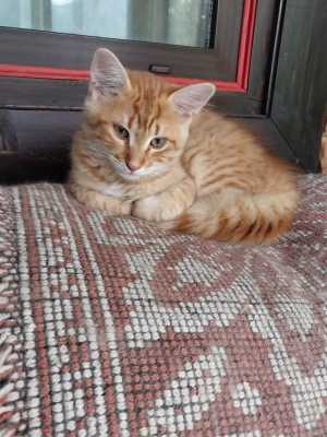 Котята мышеловы и компаньоны для детей