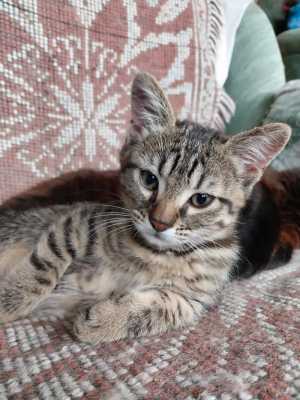 Котята мышеловы и компаньоны для детей