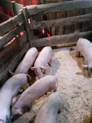 Поросята ландрас