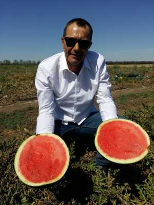 Бессемянные арбузы оптом.