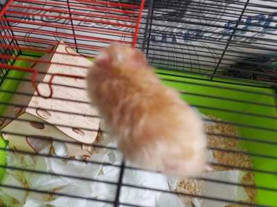 Сирийские хомячки