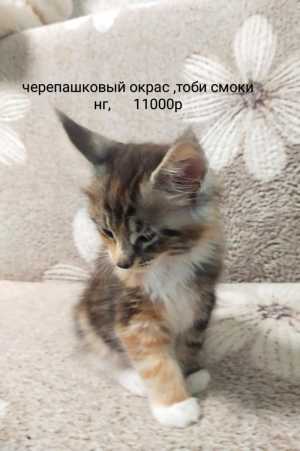 Котята Майнкун