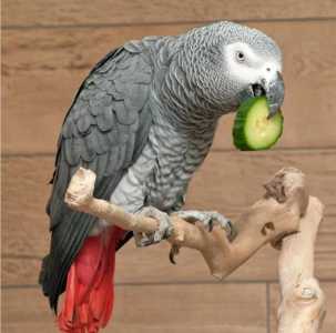 Куплю рабочую пару ЖАКО