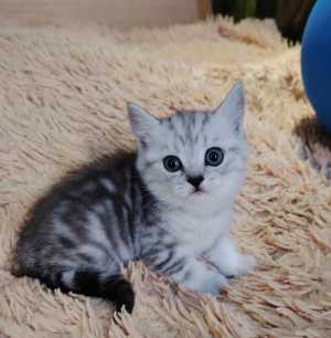 Продам котят