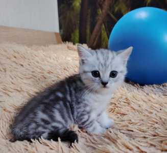 Продам котят