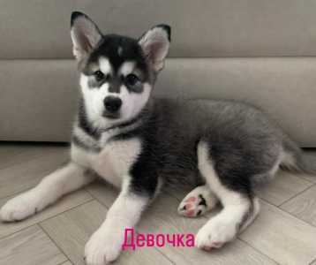 Щенок Лайка + Хаски