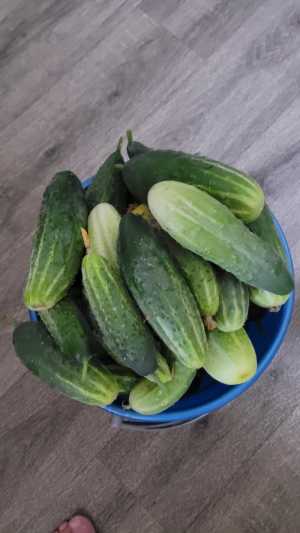 Свежие огурцы