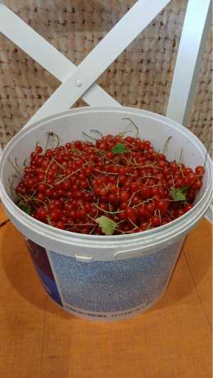 Красная смородина