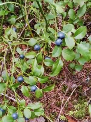 Черника лесная
