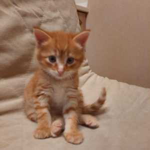 Одам котёнка в добрые руки