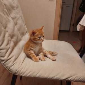 Одам котёнка в добрые руки
