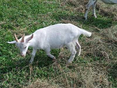 Козлята месячные звонить