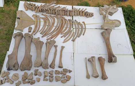 Кости мамонта