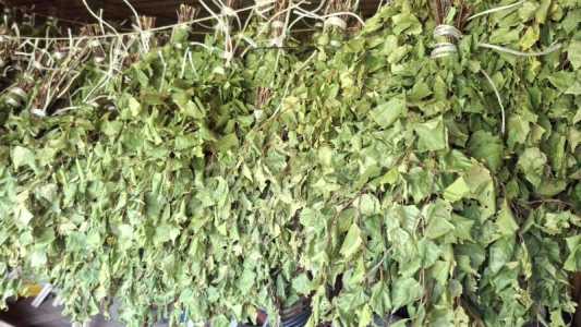 Веник берёзовый