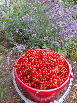 Красная смородина 5 литров 400 рублей