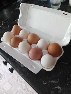 Яйцо домашнее