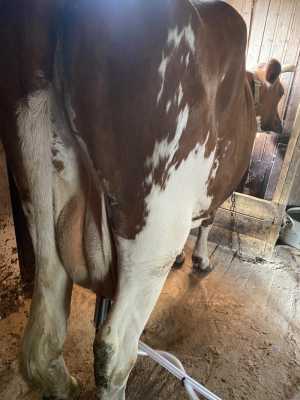 Продаются 2 дойные коровы