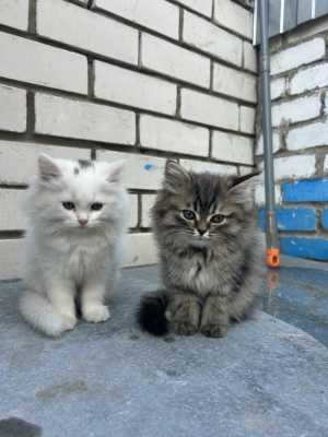 Котята 2 месяца