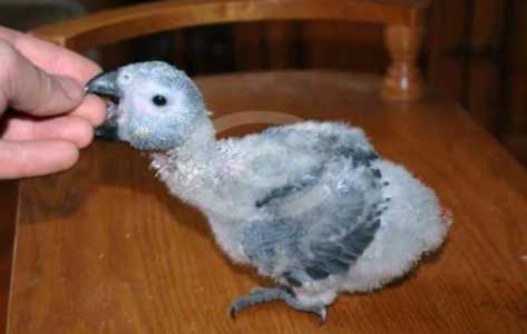 Птенец Жако